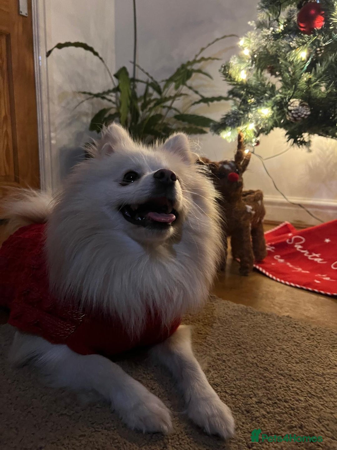 Pomeranian dogs for stud:  JAX – Valentine’s Day Gentleman” - Advert 13