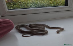 Corn Snake reptiles for sale: Adult Female Corn Snake For Sale - Image 9