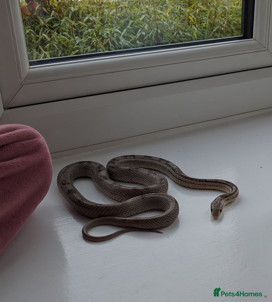 Corn Snake reptiles for sale: Adult Female Corn Snake For Sale - Image 9