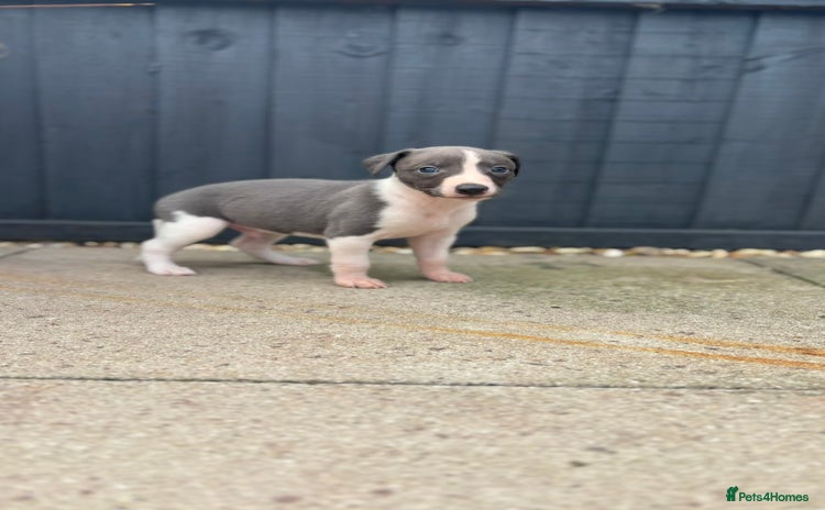 Whippet dogs - Advert 2