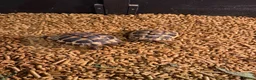 Tortoise reptiles for sale: Herman tortoise  in Coleford - Advert 2