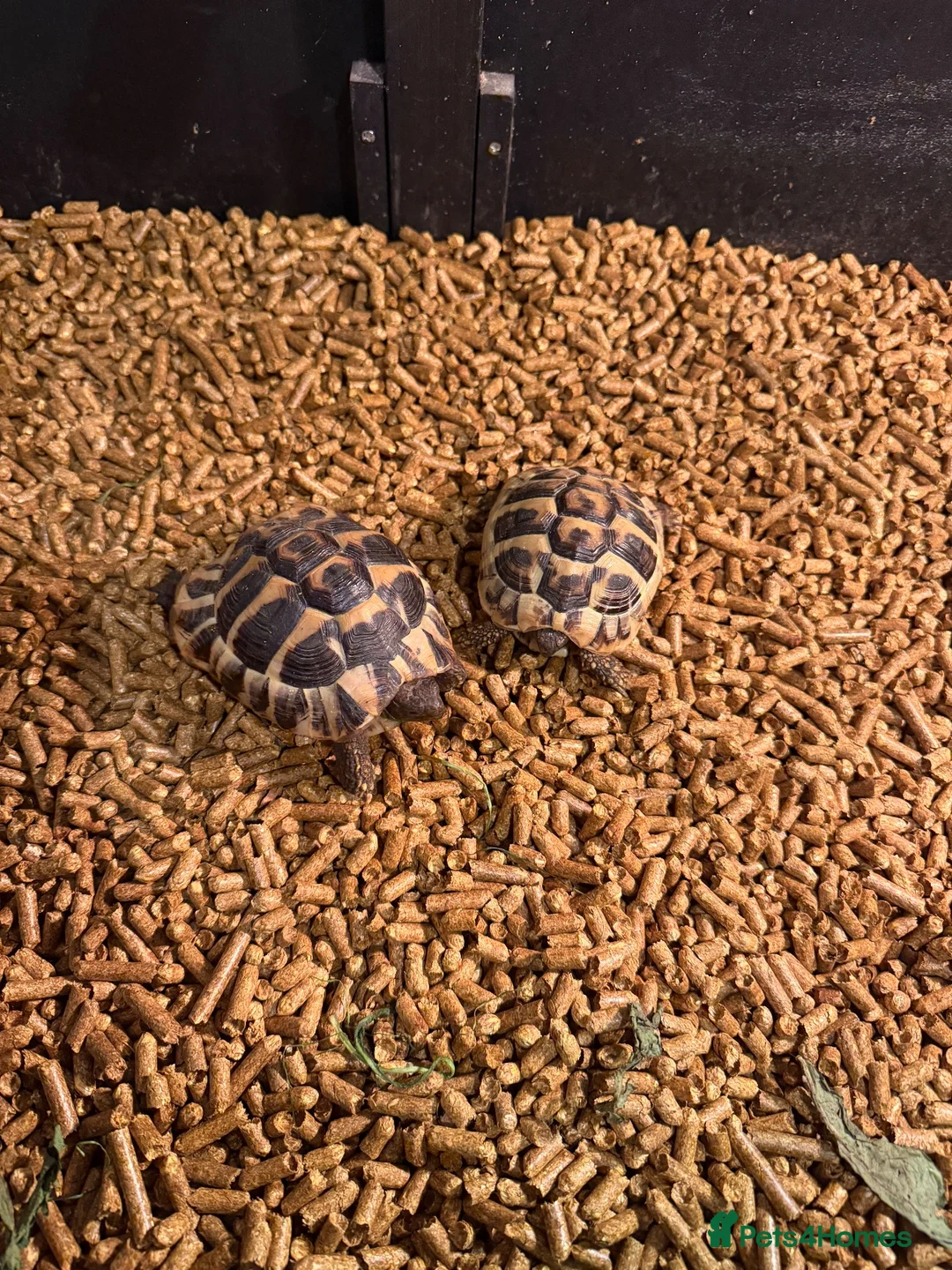Tortoise reptiles for sale: Herman tortoise  in Coleford - Advert 2