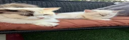Ragdoll cats for sale: Just one Ragdoll left CARLOS  - Advert 8