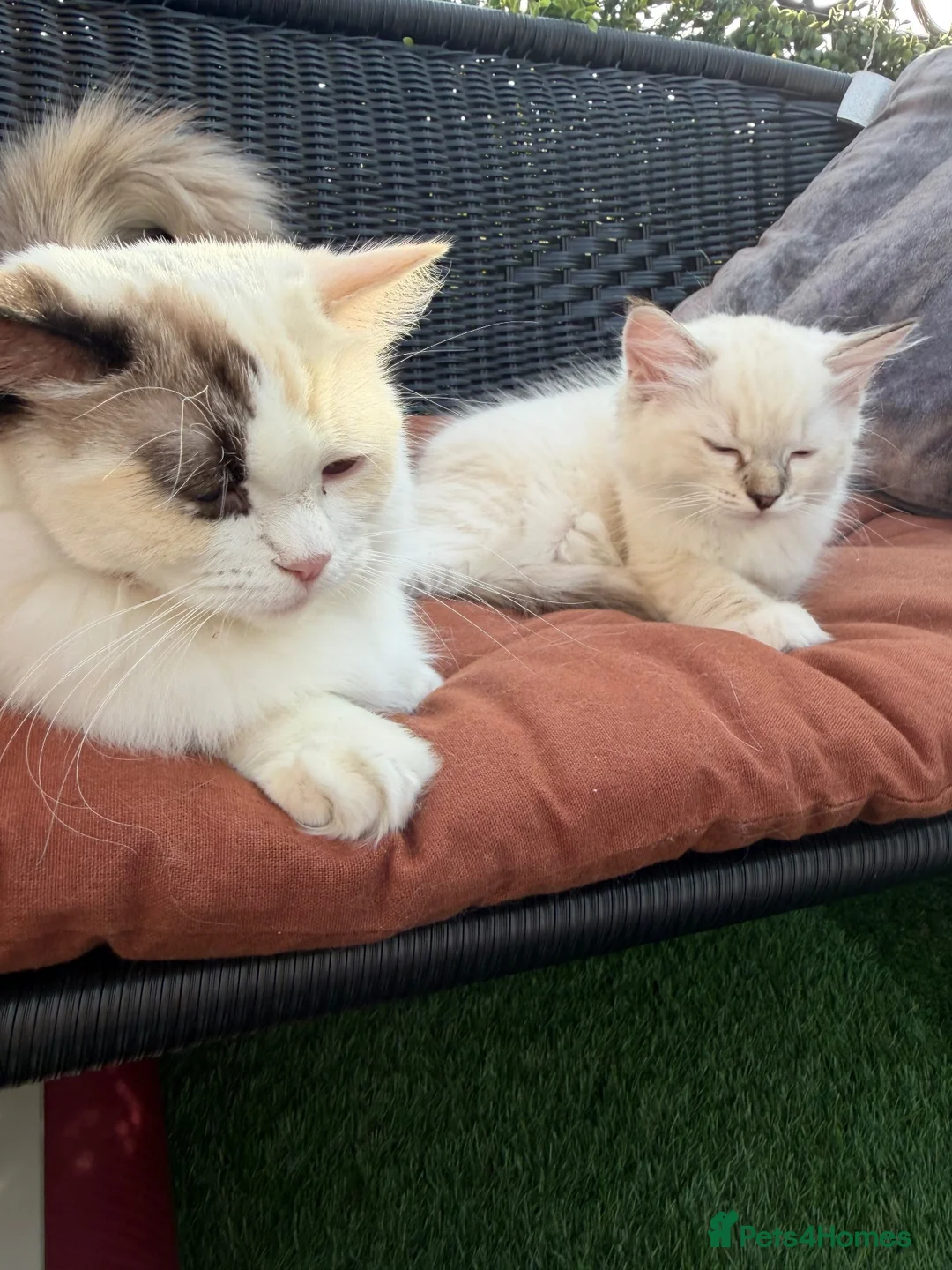 Ragdoll cats for sale: Just one Ragdoll left CARLOS  - Advert 8