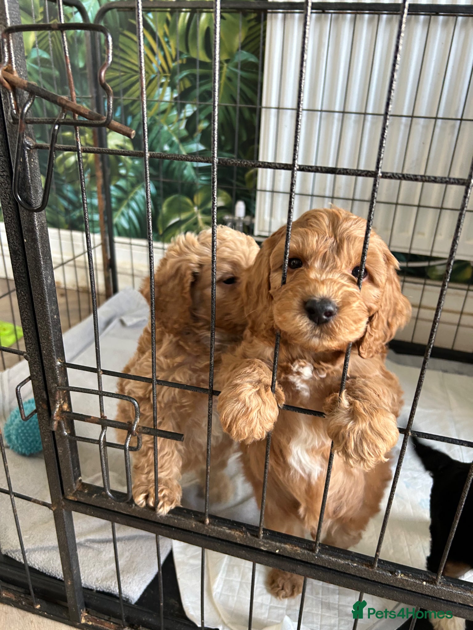 Cockapoo dogs F1 2 boys remaining READY NOW TO COLLECT - Advert 4