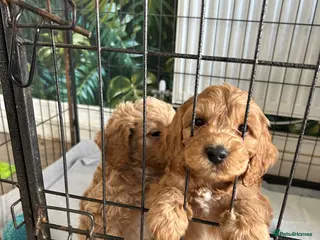 Cockapoo dogs F1 2 boys remaining READY NOW TO COLLECT - Advert 4