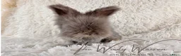 Angora rabbits for sale: FULLY VACCINATED ANGORA BROTHERS  - Advert 10