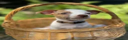 Jack Russell dogs for sale: Adorable mini Jack Russell babies  - Advert 8