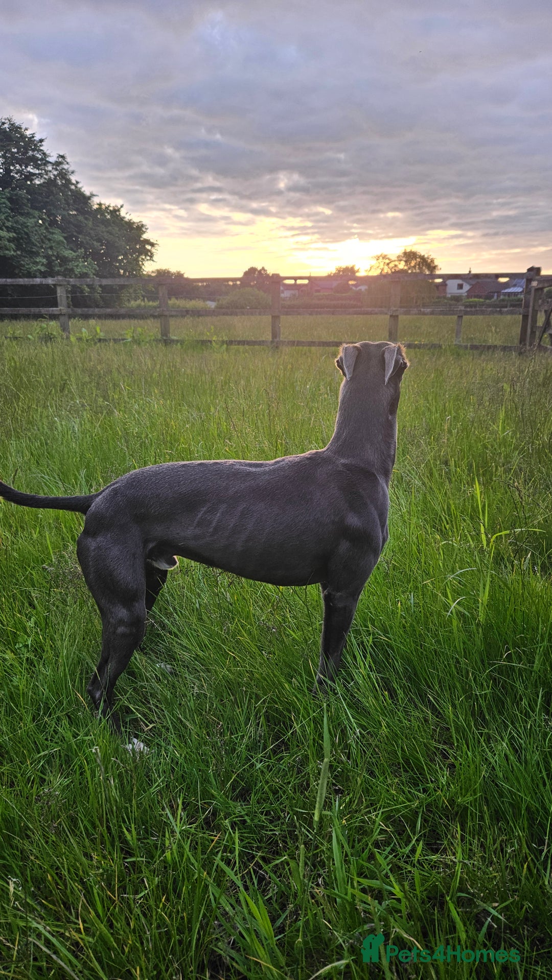 Whippet dogs for stud: Socks blue whippet stud  - Advert 3