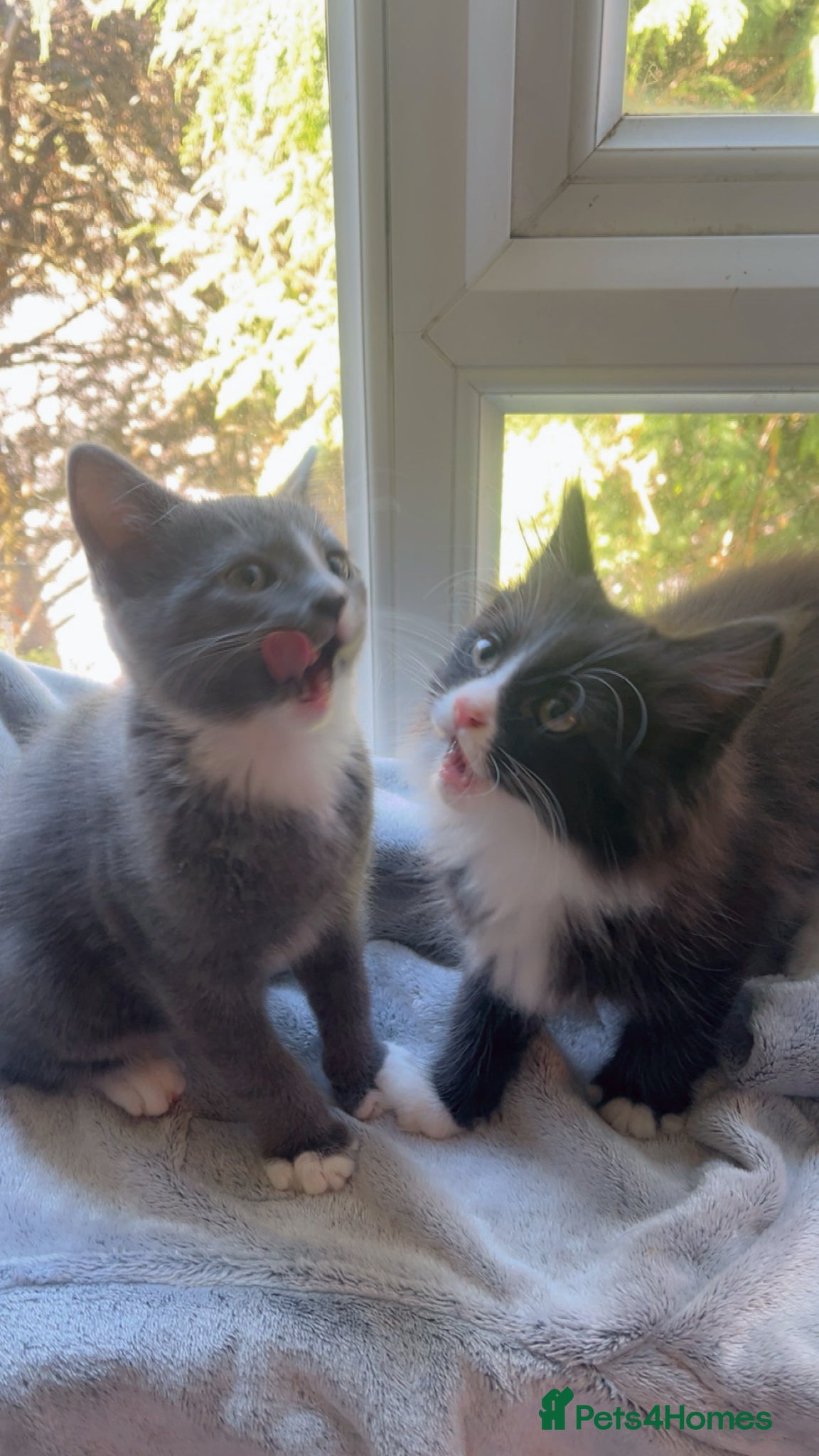 Mixed Breed cats Kittens🐾 - Advert 1