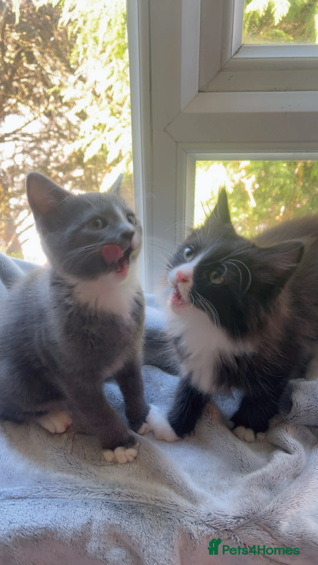 Mixed Breed cats for sale: Kittens🐾 in Brighton - Advert 1