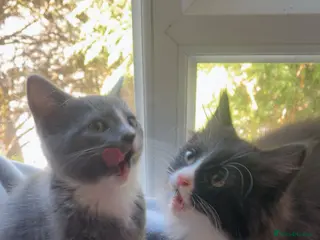 Mixed Breed cats Kittens🐾 - Advert 1