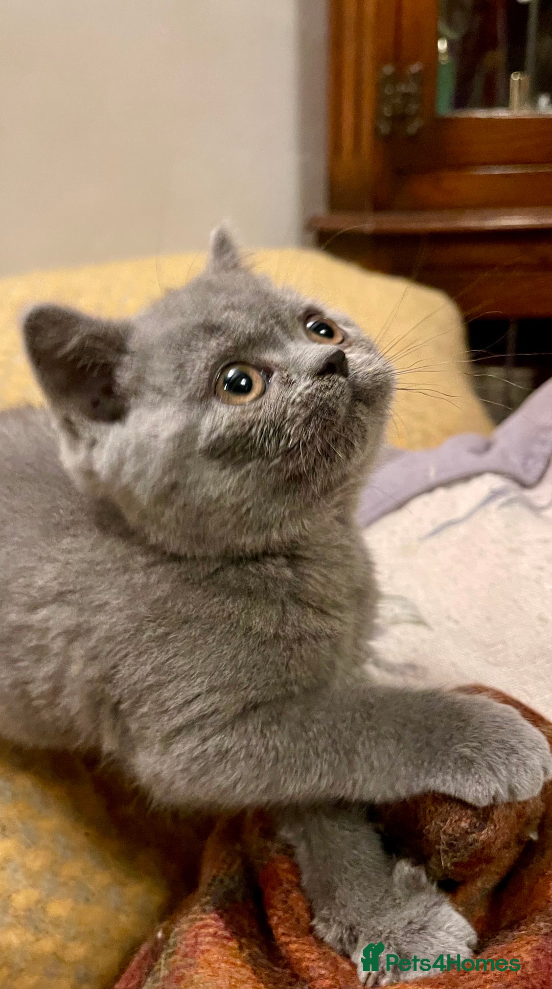 British Shorthair cats for sale: Champion Sired Female BSH - Advert 18