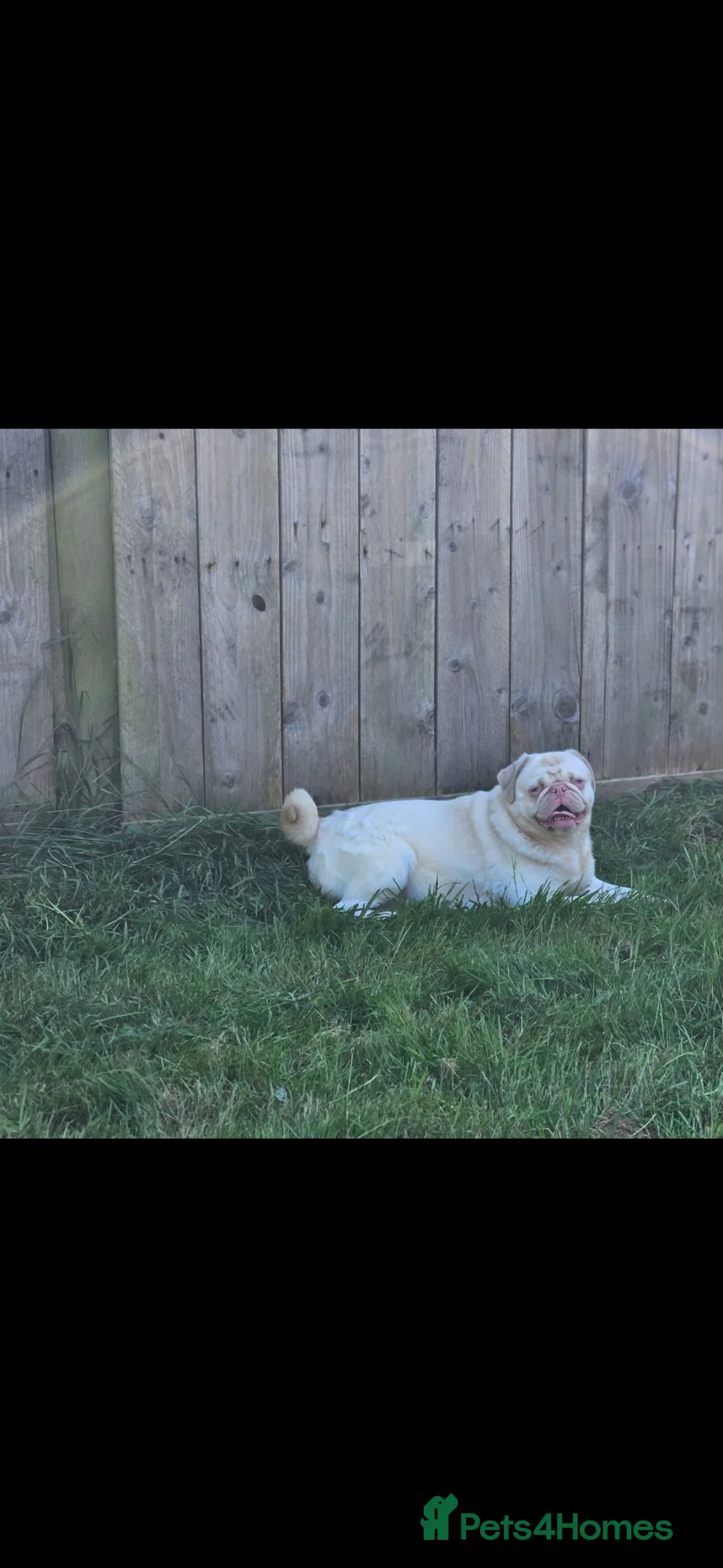 Pug dogs for sale: Pink pug charles - Advert 6