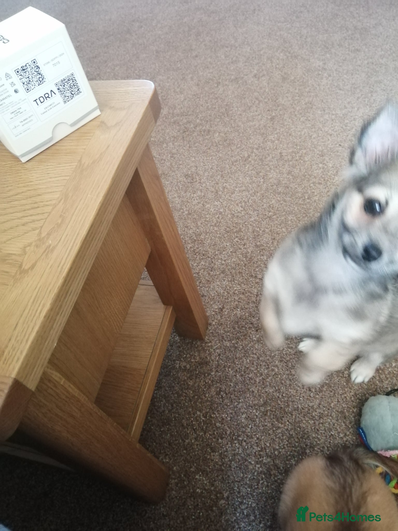 Chihuahua dogs for sale: Chihuahua puppy  in Okehampton - Advert 9