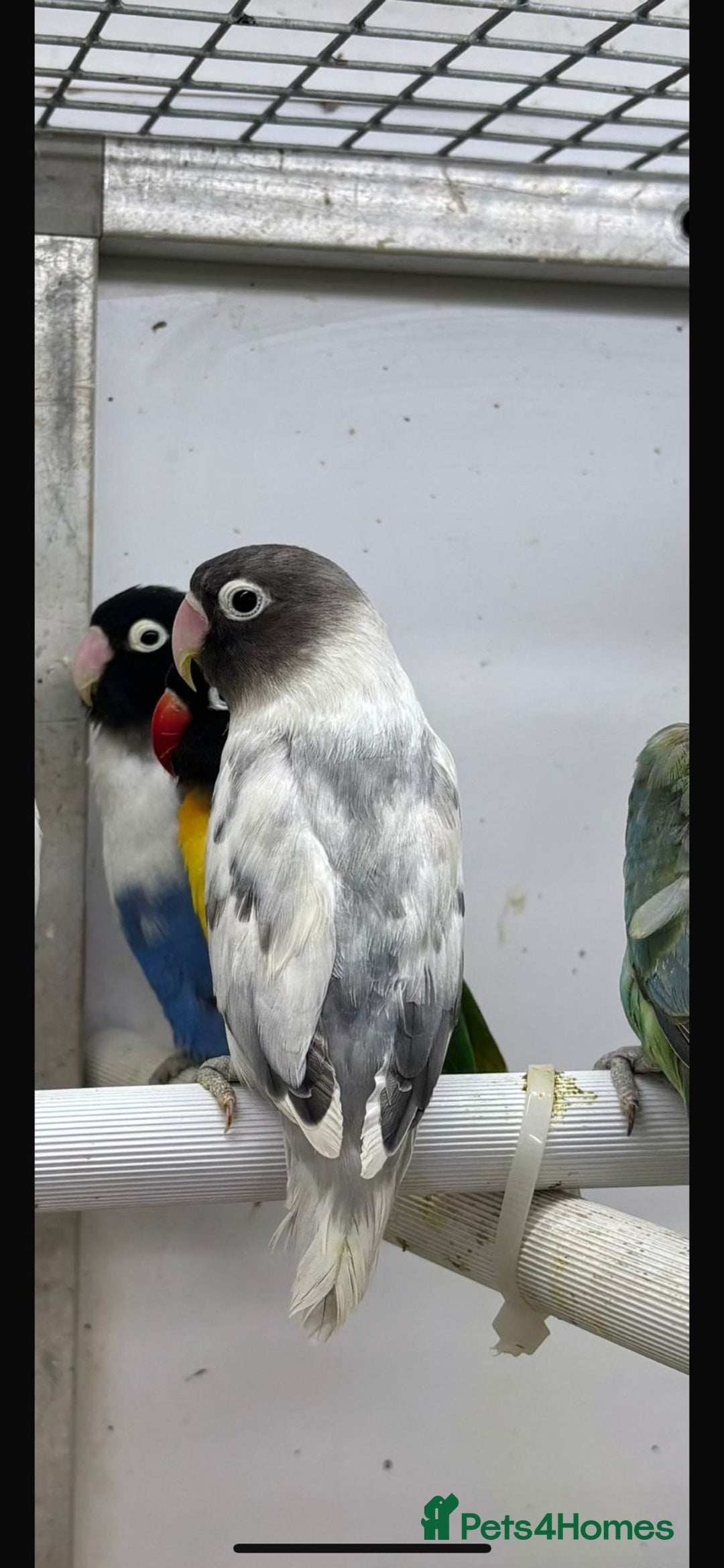 Parrots birds for sale: Available BIRDS/PARAKEETS/PARROTS  - Image 10