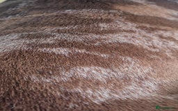 Shar Pei dogs for stud: Shar Pei x American Bulldog Male for Stud - Image 4