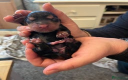 Cocker Spaniel dogs for sale: 🐾 Adorable Cocker Spaniel Puppies - Ready Soon!🐾 - Advert 9