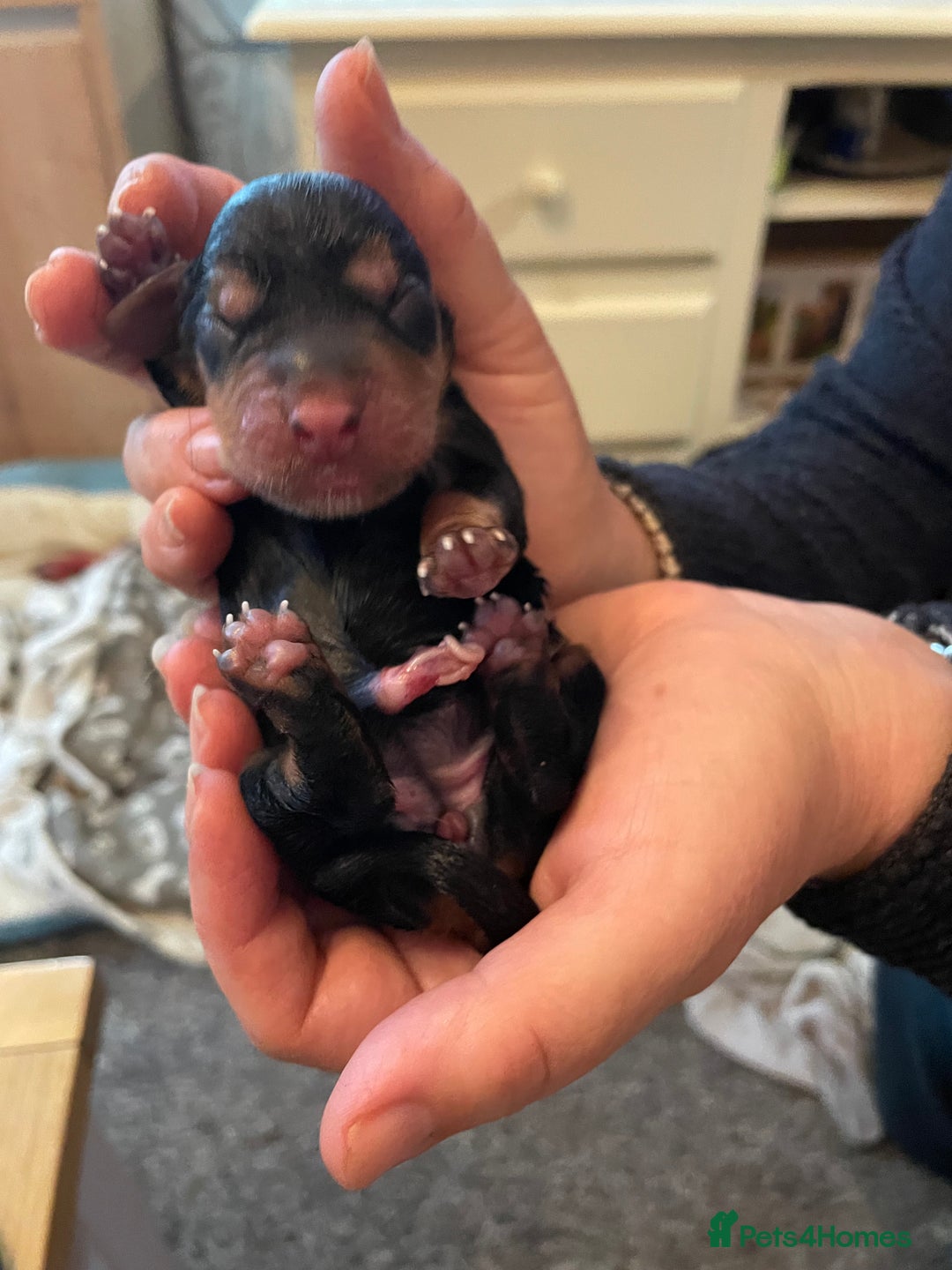 Cocker Spaniel dogs for sale: 🐾 Adorable Cocker Spaniel Puppies - Ready Soon!🐾 - Advert 9