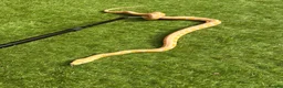 Python Snake reptiles for sale: 2 reticulated pythons  in Flint - Advert 1
