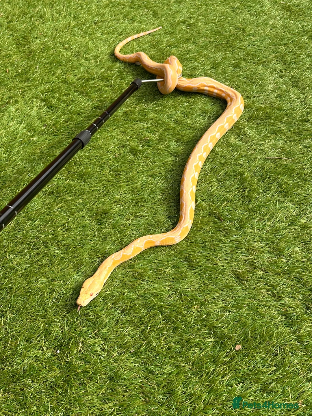 Python Snake reptiles for sale: 2 reticulated pythons  in Flint - Advert 1