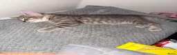Mixed Breed cats for sale: Adorable Kittens Looking for Their Forever Home 🐾 in Sheffield - Advert 5