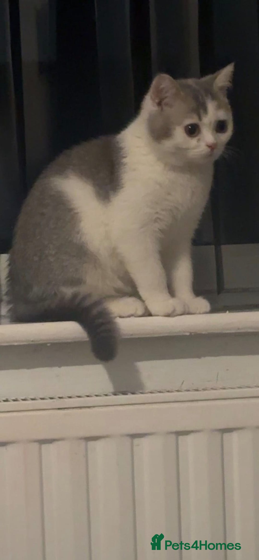 British Shorthair cats for sale: British shorthair excellent bloodline  - Advert 4