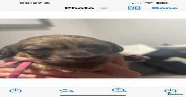 Miniature Dachshund dogs Our pick of the litter! Cream Female Mini Dach  - Advert 4