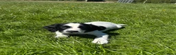 English Springer Spaniel dogs for sale: Gorgeous KC Springer Spaniels with excellent lines - Advert 10