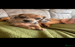 Mixed Breed dogs for sale: Schweenies - Advert 11