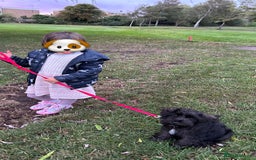 Miniature Schnauzer dogs for sale: Lovely KC Mini Schnauzer 4 months Fully Vaccinated - Image 14