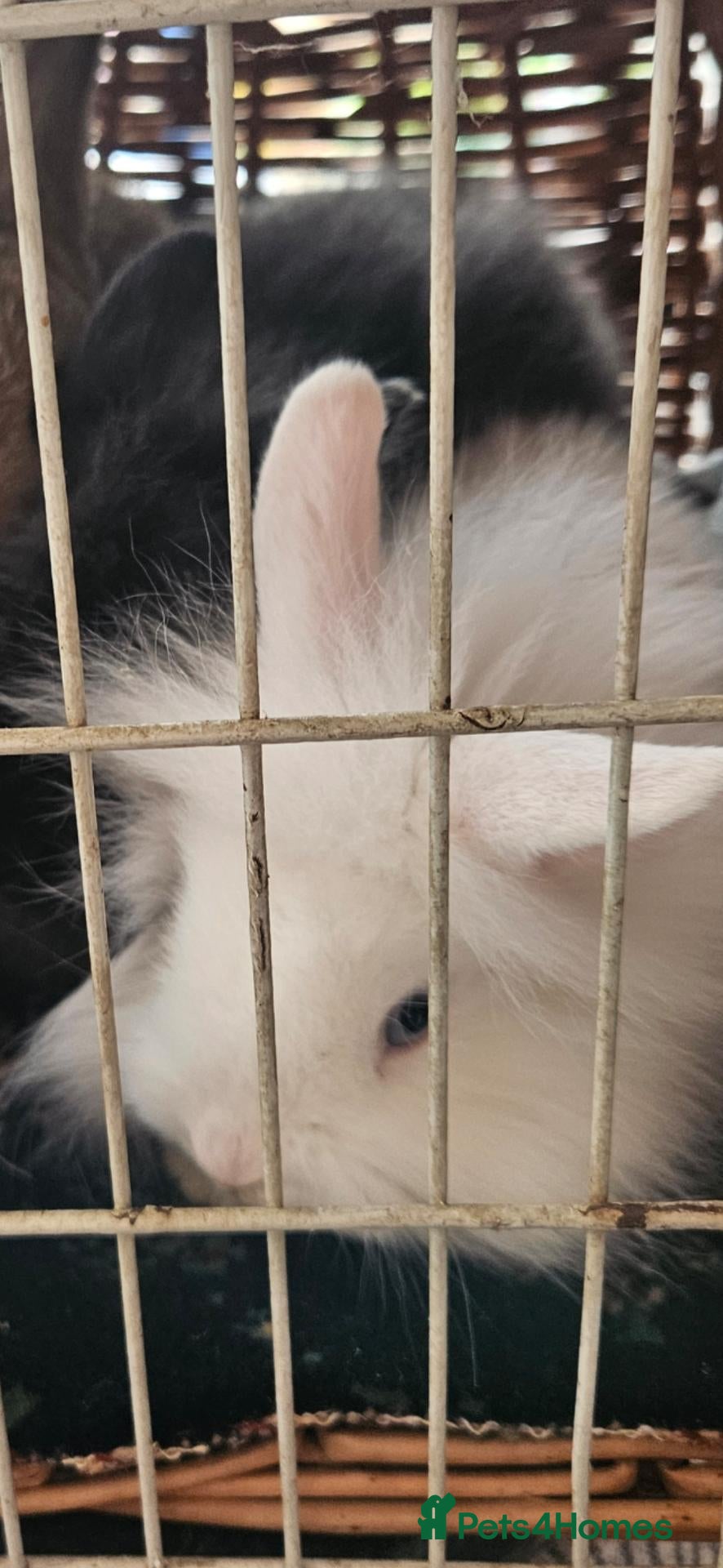 Mixed Breed rabbits for sale: Rabbits for sale - Advert 4