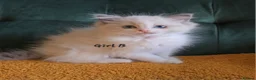 Ragdoll cats for sale: Show quality kittens ready 22nd - Advert 13