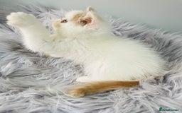 Exotic cats for sale: 🧡 MALE EXOTIC KITTEN READY NOW CHAMPION LINES - Image 7