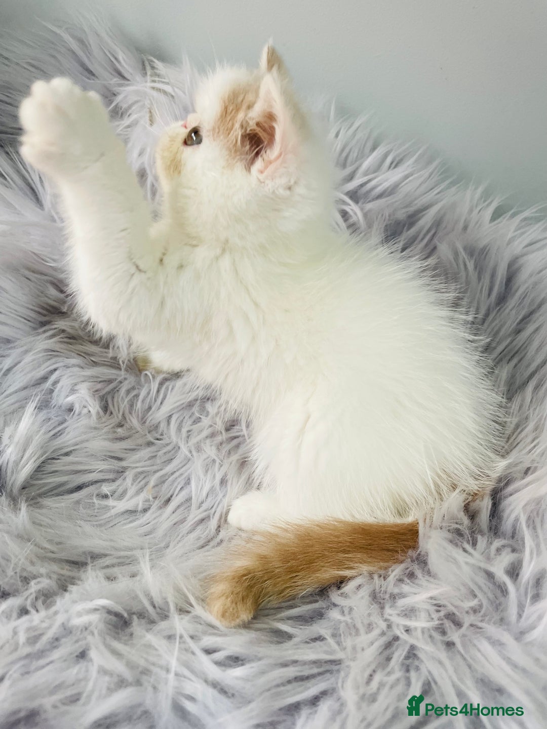 Exotic cats for sale: 🧡 MALE EXOTIC KITTEN READY NOW CHAMPION LINES - Image 7