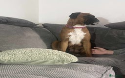 Boxer dogs for sale: Gorgeous litter of red and white boxers.  - Image 32