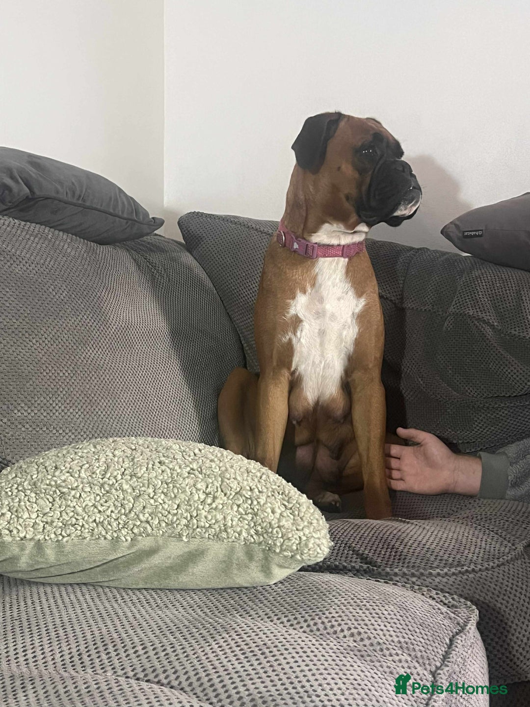 Boxer dogs for sale: Gorgeous litter of red and white boxers.  - Image 32