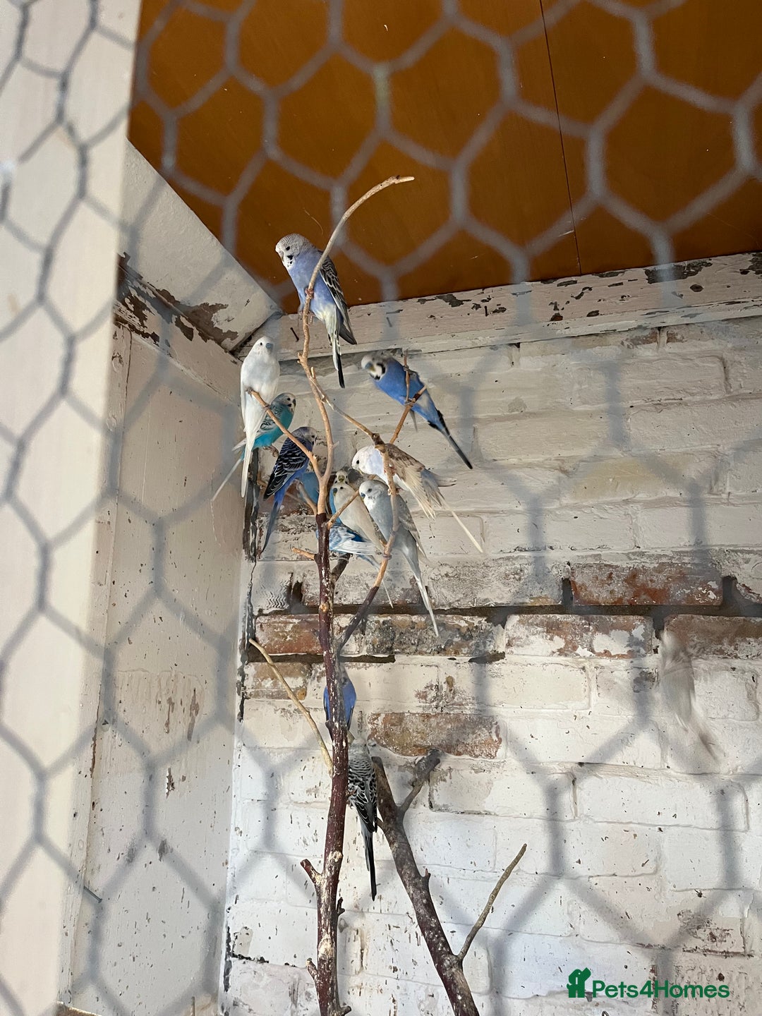 Mixed Breed birds for sale: Budgies for sale - Advert 11