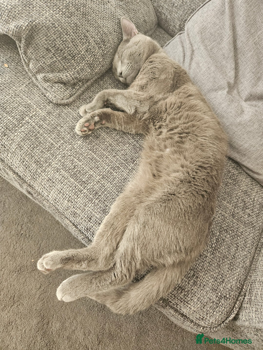 Russian Blue cats for sale: 2 beautiful grey cats - Image 5
