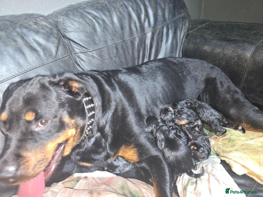 Rottweiler dogs rotty babies - Advert 1