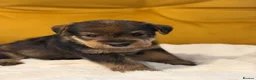 Welsh Terrier dogs for sale: Wawuzer puppies  - Advert 11