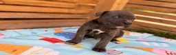 Cane Corso dogs for sale: Stunning cane corso 🐶 - Advert 15