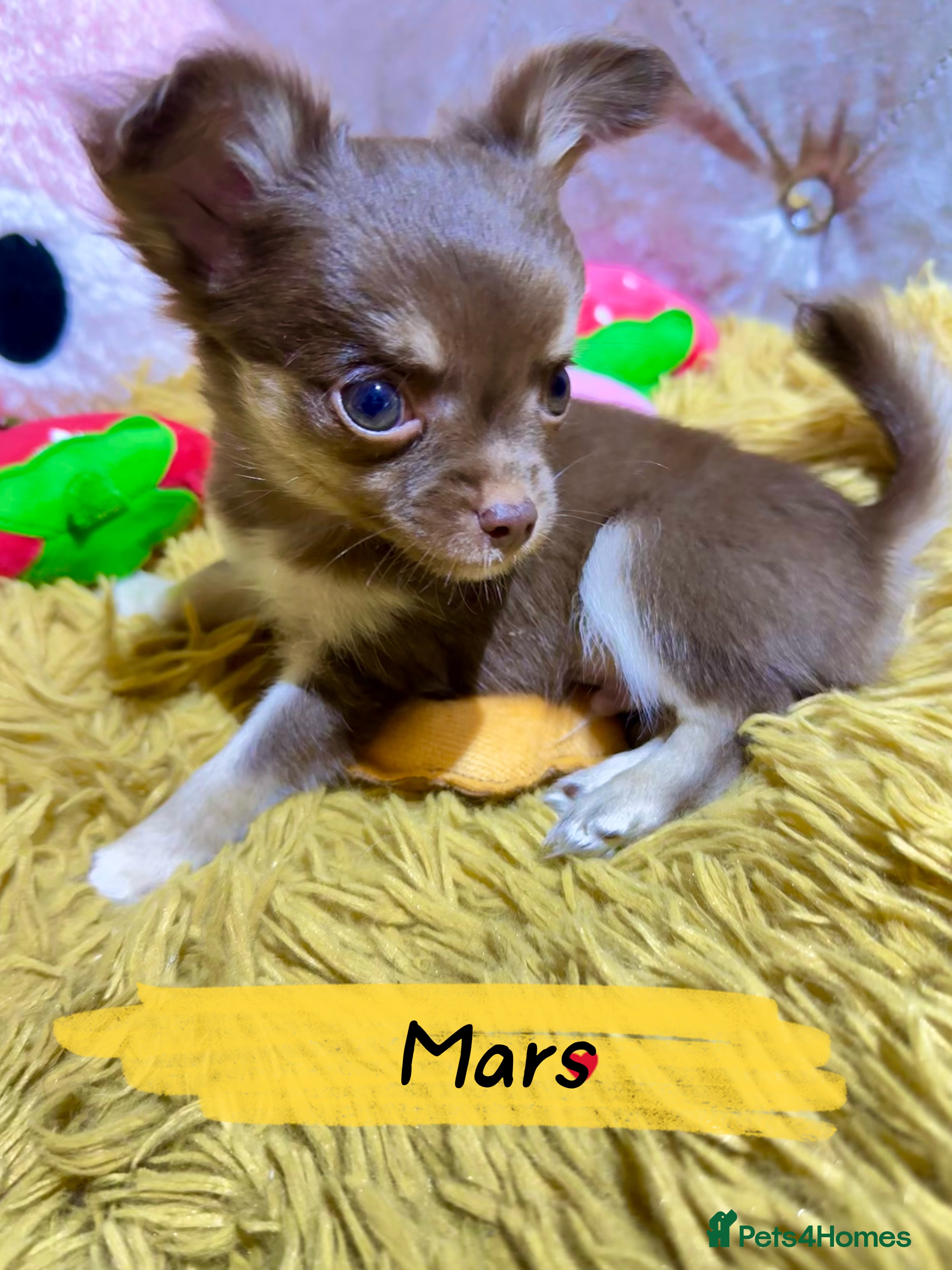 Chihuahua dogs 🔥 Adorable long-haired Chihuahua puppies for sale - Advert 6