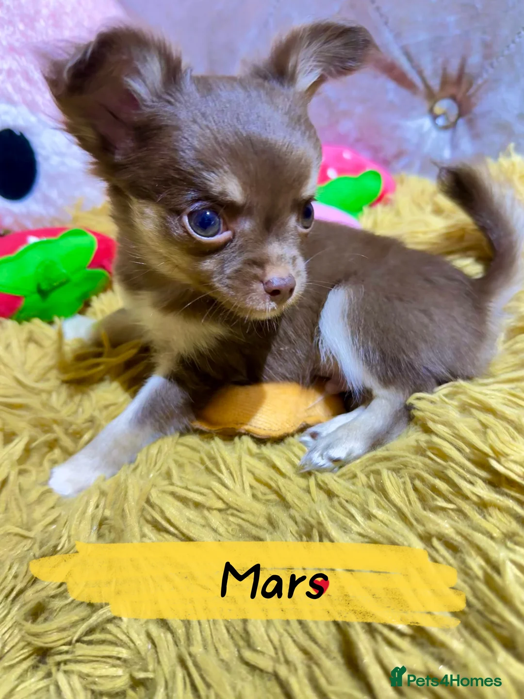 Chihuahua dogs for sale: 🔥 Adorable long-haired Chihuahua puppies for sale in London - Advert 1