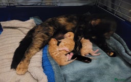 Bengal cats for sale: Mix Bengal kittens 😻 - Image 6