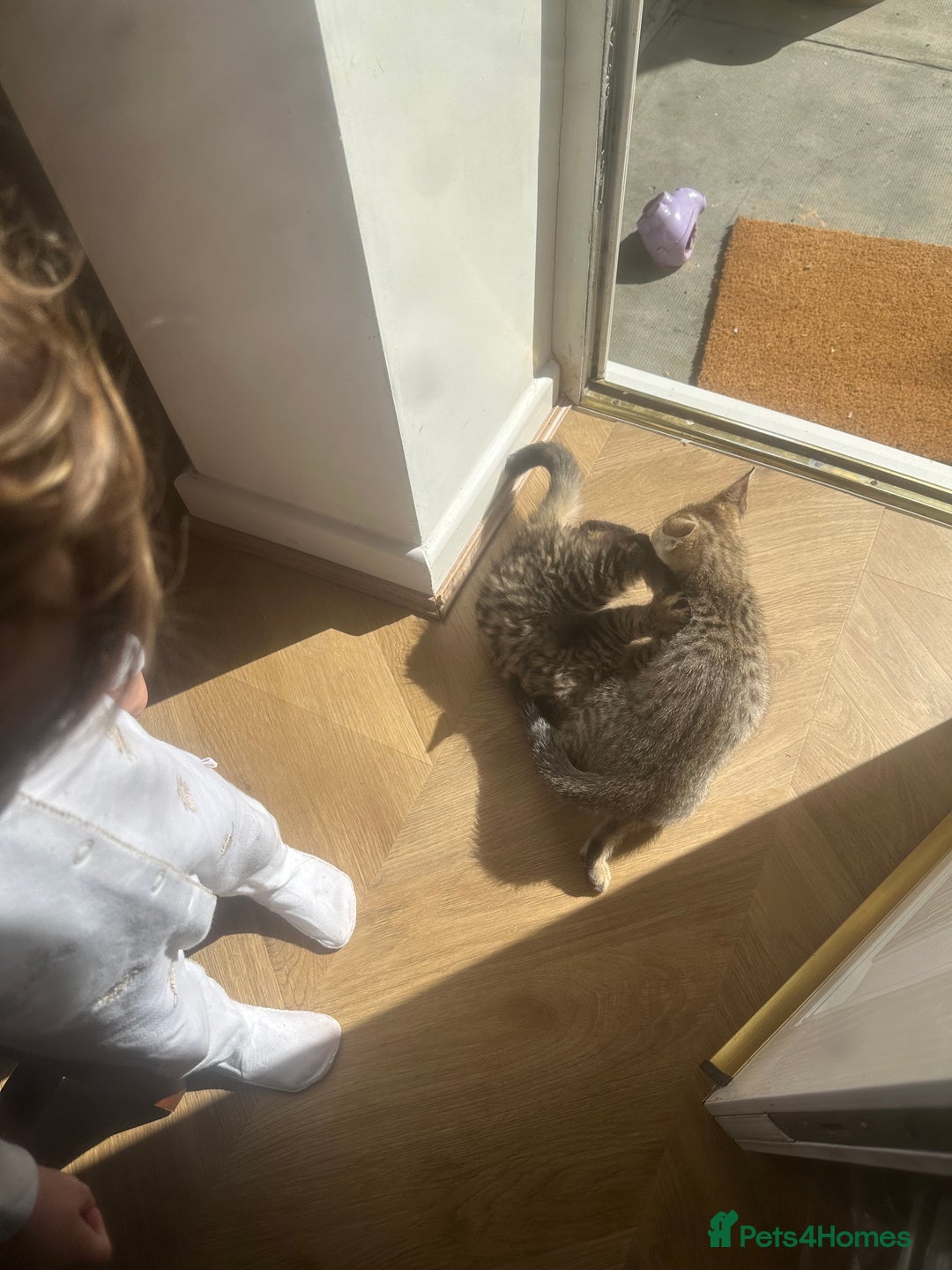 Bengal cats for sale: 2 sibling bengal kittens for sale - Image 5