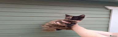 Maine Coon 3