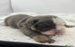 English Bulldog dogs for sale: 10 British Bulldog puppies 🐶  - Image 19