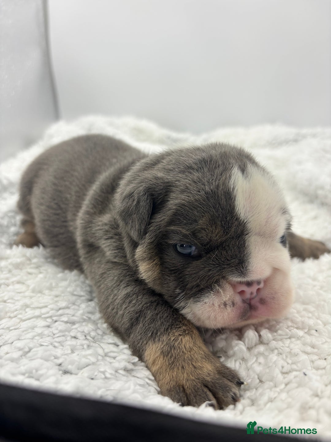 English Bulldog dogs for sale: 10 British Bulldog puppies 🐶  - Image 19