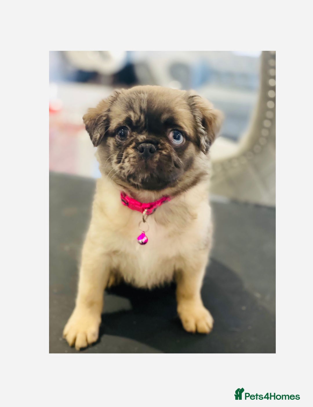 Pug dogs for stud: Merle n tan pug carrying fluffy & choc stud  in Harpenden - Advert 16